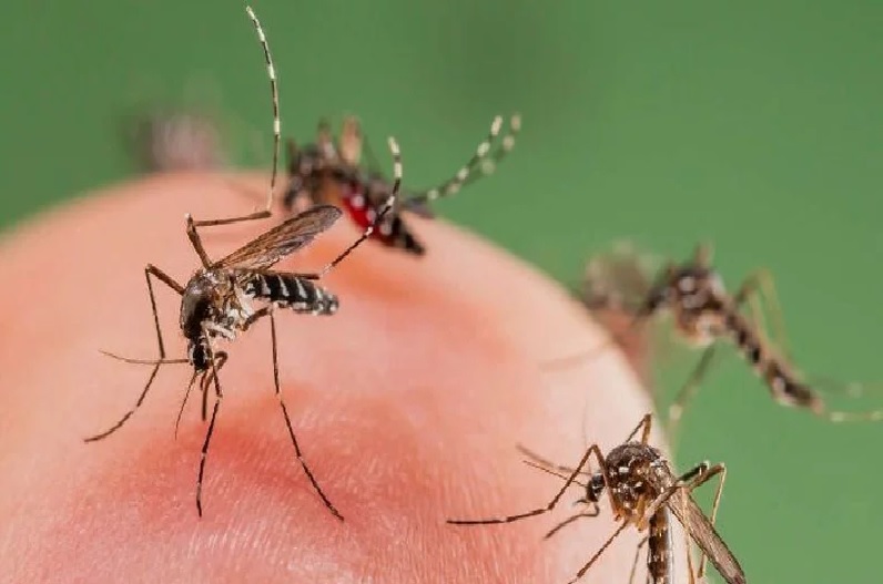 58 पुलिस थानों को मच्छर पनपने की वजह से भेजा गया नोटिस, एक पर किया गया चालान