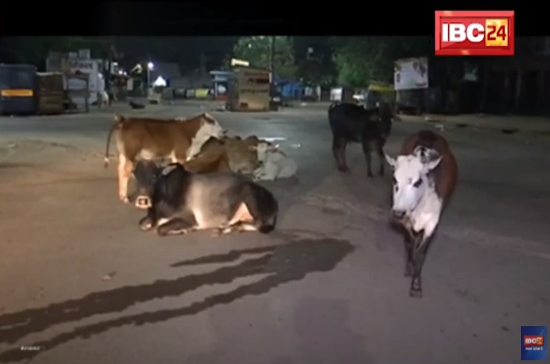 रायपुर की सड़क पर कब ब्रेक लगाना है और कब बढ़ानी है स्पीड, तय करतीं हैं गौमाता, यकीन न हो तो देखिए ये रिपोर्ट