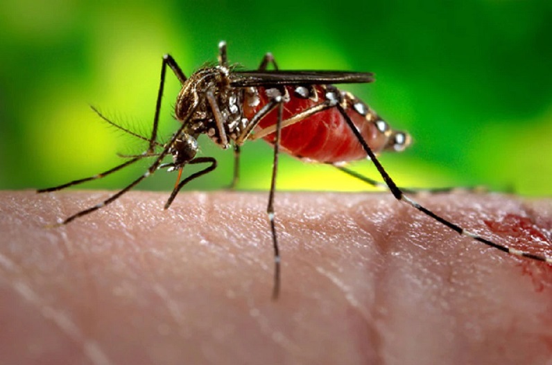 Dengue cases in Raipur