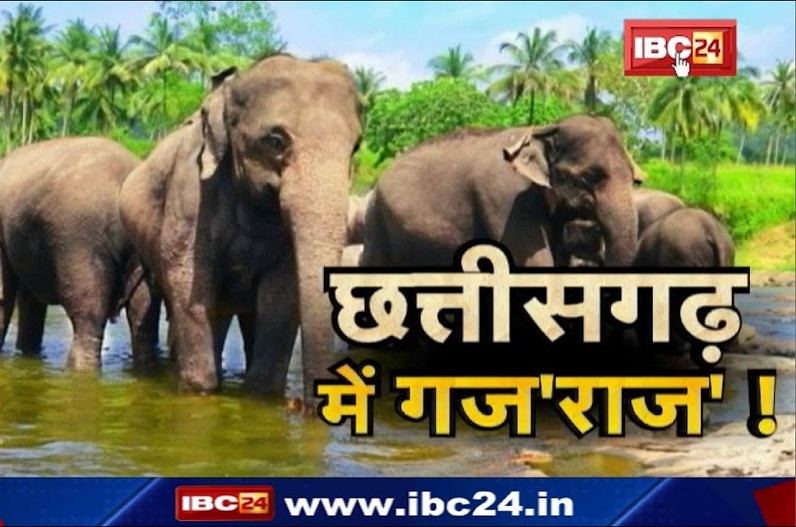 सात हाथियों के दल ने गांव में मचाया उत्पात, तीन घरों को तोड़ा, बाड़ी को पहुंचाया, दहशत में ग्रामीण
