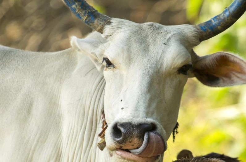 गाय ही एक ऐसा पशु है जो ऑक्सीजन लेती और छोड़ती भी है, गो-मूत्र और गोबर से बना पंचगव्य असाध्य रोगों में लाभकारी: इलाहाबाद हाईकोर्ट
