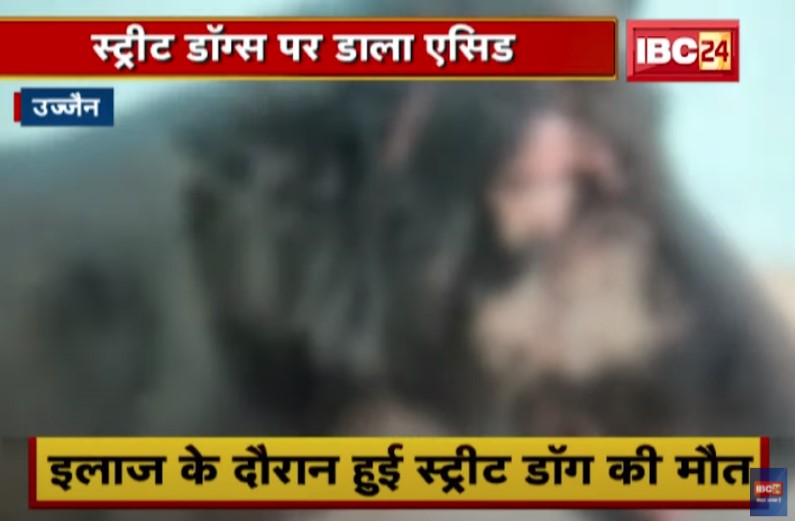 एसिड डालकर कुत्तों की हत्या कर रहा अज्ञात शख्स, सामने आया पशु क्रूरता का मामला