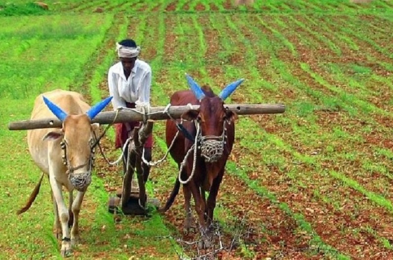 किसानों को तोहफा, गेहूं का MSP बढ़कर 2015रु/क्विंटल, केंद्र सरकार ने इन 6 रबी फसलों का एमएसपी बढ़ाया