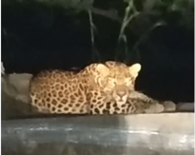 केशकाल घाटी में पहली बार नजर आया विशालकाय तेंदुआ, लोगों ने मोबाइल पर कैद की तस्वीरें