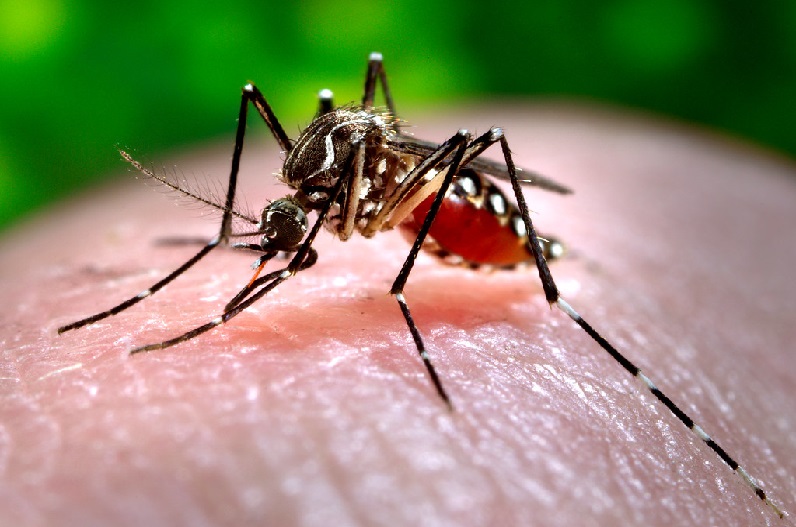 भोपाल में डेंगू का कहर, 24 घंटे में मिले 7 नए मरीज, अब तक 380 मामलों की पुष्टि