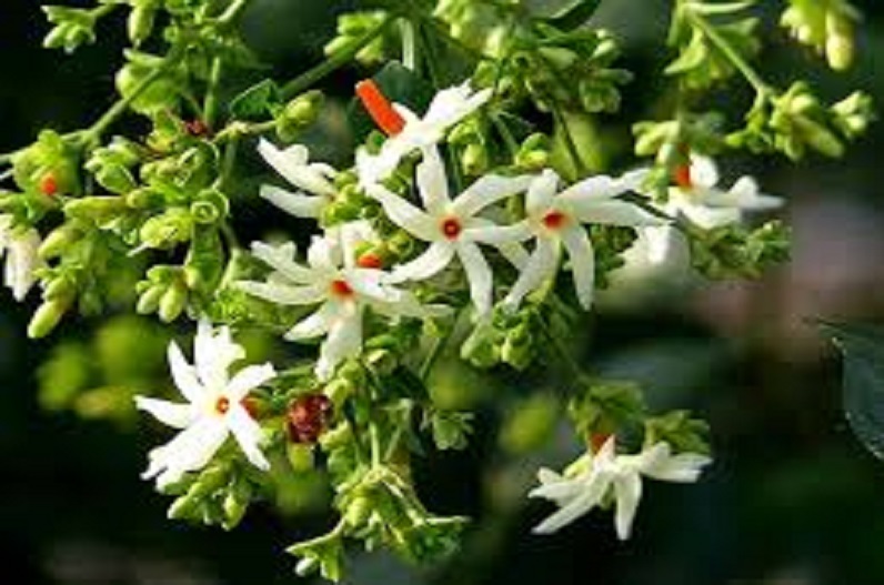 Harsingar Plant Benefits: Along with monetary benefits, this plant is full of medicinal properties, you will be stunned to hear the benefits