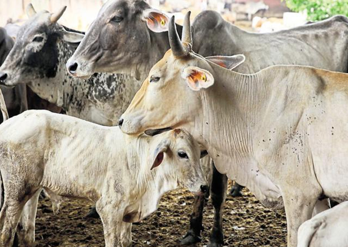 नौकरी से निकाले जाने पर शख्स ने बेजुबानों से लिया बदला, 58 गायों को जहर देकर मारा