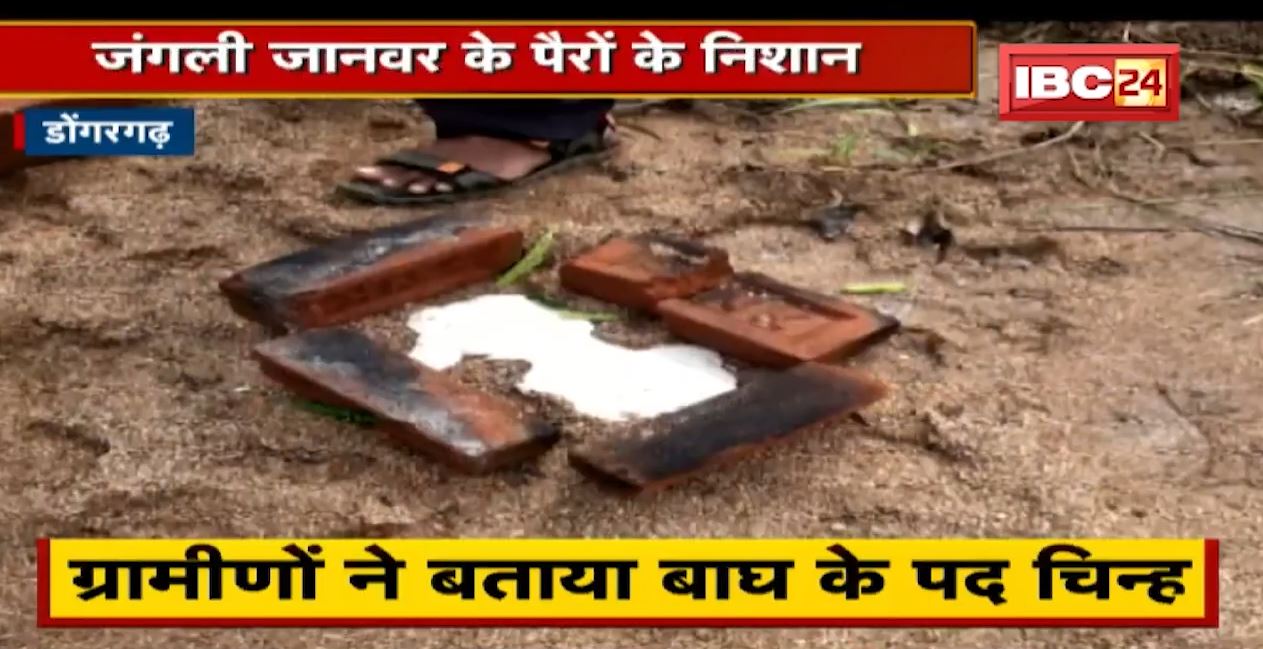 Dongargarh में मिले जंगली जानवर के पैरों के निशान | ग्रामीणों ने बताया बाघ के पद चिन्ह