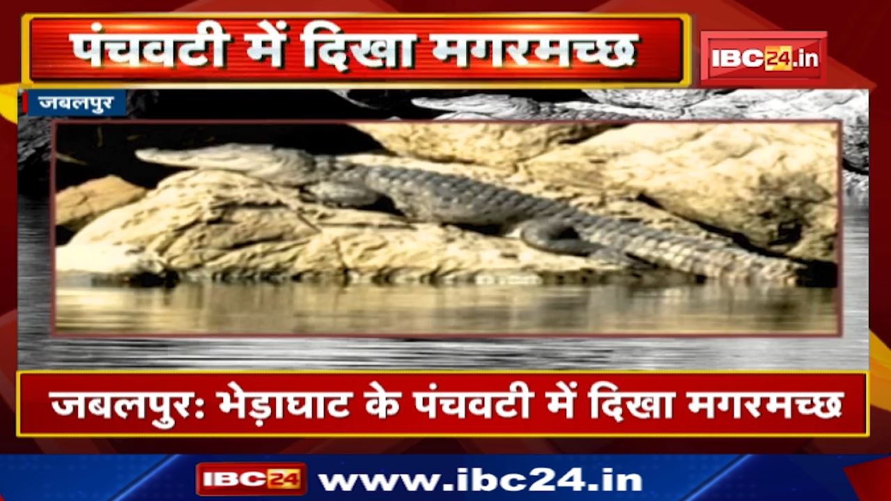 Bhedaghat (भेड़ाघाट) के पंचवटी में दिखा Crocodiles (मगरमच्छ) | देखिए Video Bhedaghat Crocodiles
