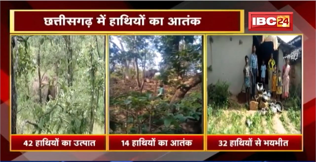 Chhattisgarh में हाथियों का आतंक | ग्रामीण भयभीत, कर रहे रतजगा