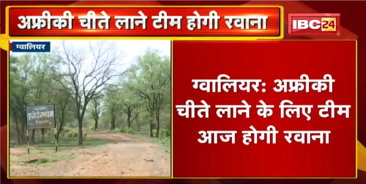Gwalior : अफ्रीकी चीते लाने के लिए टीम आज होगी रवाना | पहली खेप में 8 से 10 चीते लाए जाएंगे