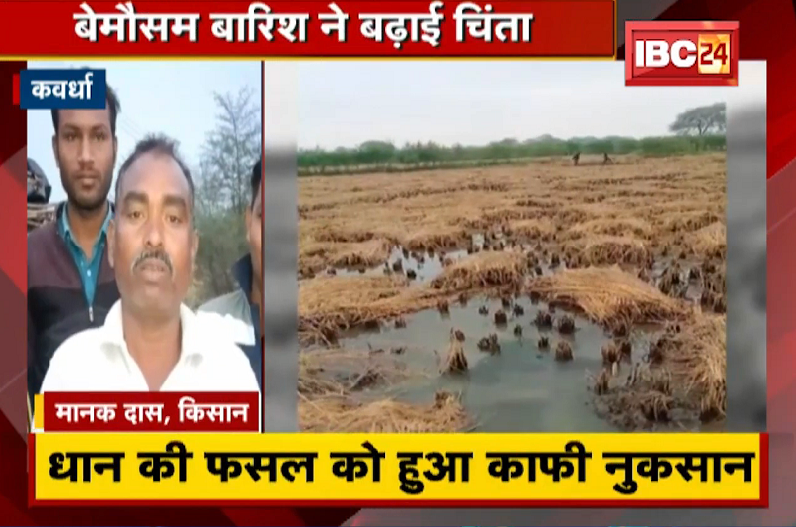 Kawardha में बेमौसम बारिश ने बढ़ाई चिंता | धान की फसलों को हुआ काफी नुकसान
