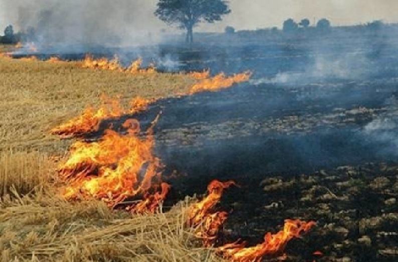 Parali Latest News: खेत में पराली जलाई तो नहीं मिलेगी किसान सम्मान निधि, इस प्रदेश की सरकार ने लिया बड़ा निर्णय