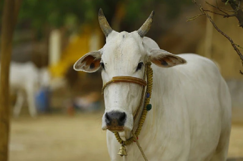 Cow arrested by police