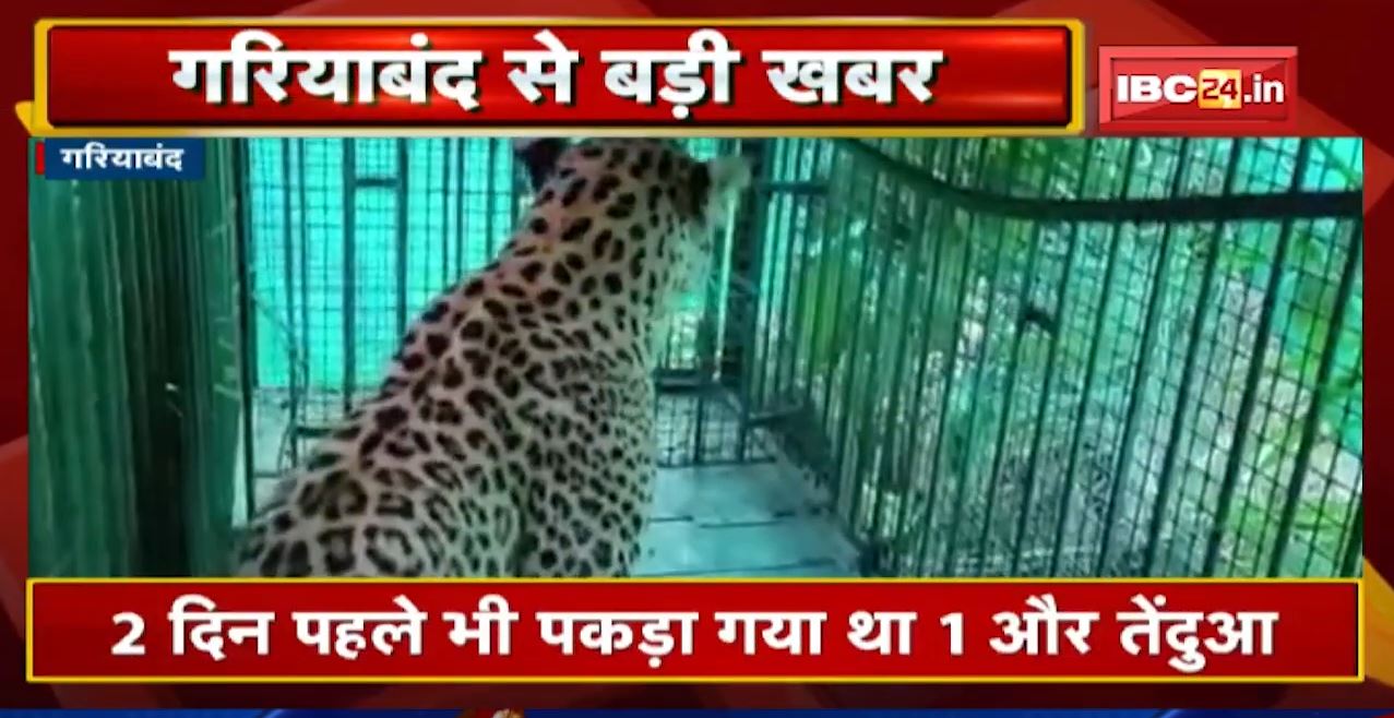 Gariyaband : वन विभाग के पिंजरे में कैद Leopard | तेंदुए के हमले से 1 बच्ची और बुजुर्ग की गई थी जान
