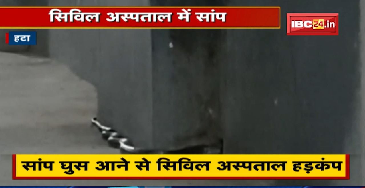 Hatta News: Civil Hospital में सांप घुस आने से मचा हड़कंप | प्रबंधन ने सर्प विशेषज्ञ को बुलाया |देखिए