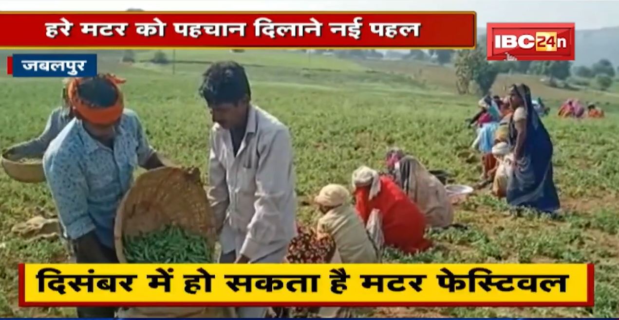 Matar Festival in Jabalpur : हरे मटर को पहचान दिलाने नई पहल | Branding, Marketing पर फोकस