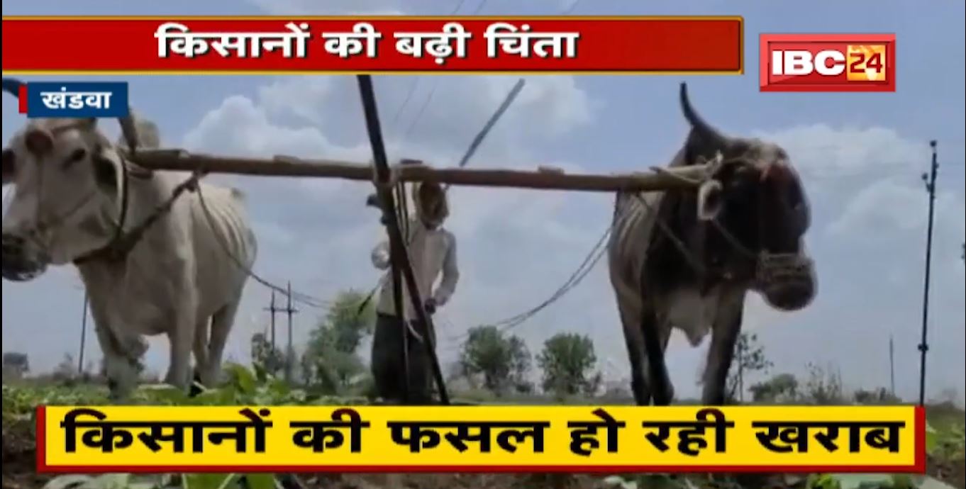 Khandwa के किसानों की फसल हो रही खराब। कीड़े और इल्लियों का बढ़ा प्रकोप। किसानों की बढ़ी चिंता