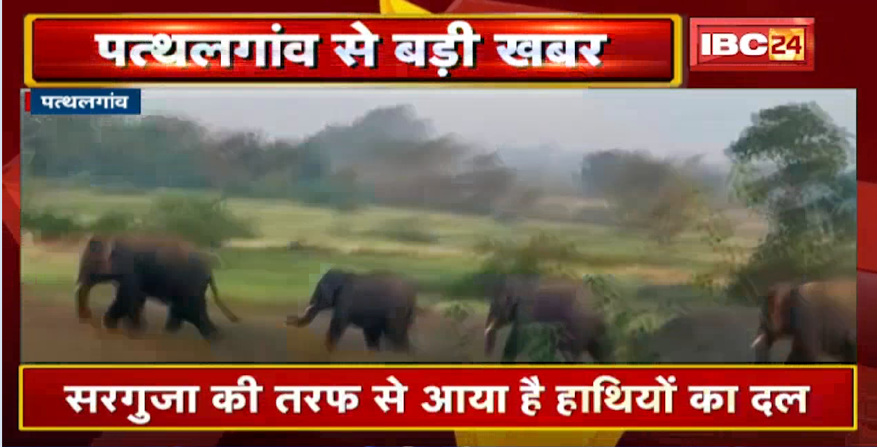 Pathalgaon Elephant Attack: 25 हाथियों के दल ने मचाया उत्पात| तमता बालाझर में 3 घरों में की तोड़फोड़