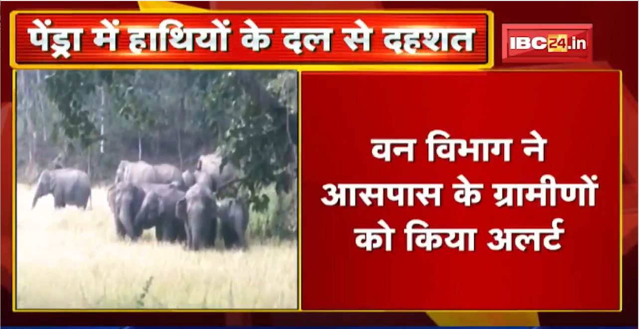 Pendra : 42 हाथियों का दल पहुंचा मरवाही वनमंडल | मगुरदा और गुल्लीडांड के जंगलों में घूम रहे हाथी