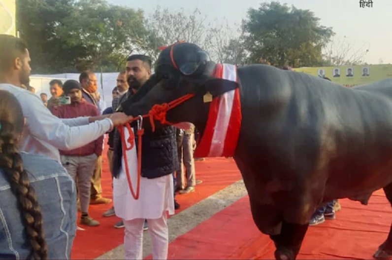 दुनिया का सबसे खूबसूरत भैंसा, 21 करोड़ के सुल्तान को फाइट में हराया, अब केंद्रीय मंत्री ने की ये बड़ी घोषणा