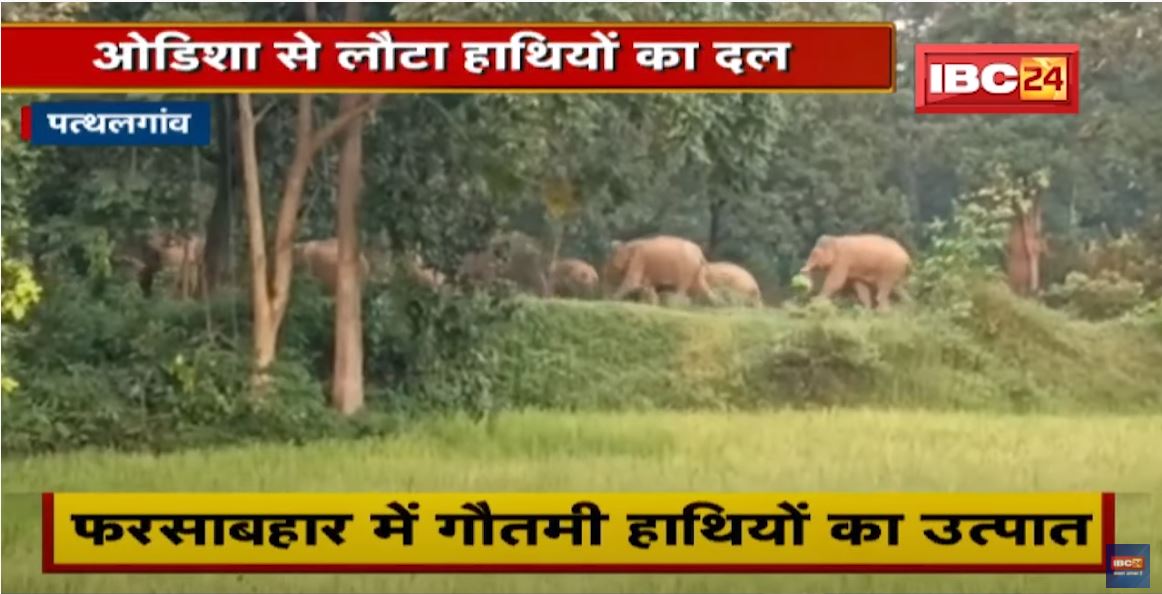 Pathalgaon Elephant News: गजराज के उत्पात से लोग परेशान, रातभर जागने को मजबूर ग्रामीण