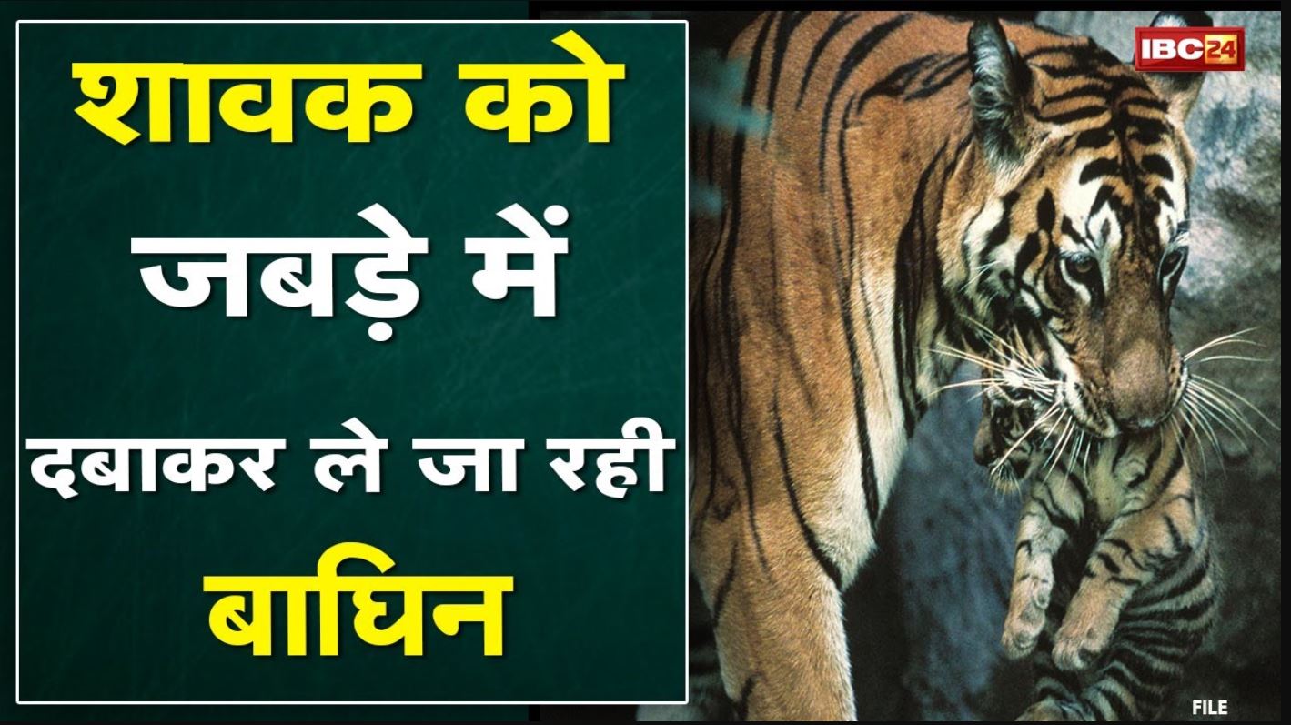Umaria News : Viral Video में देखिए कैसे शावक को जबड़े में दबाकर ले जा रही बाघिन