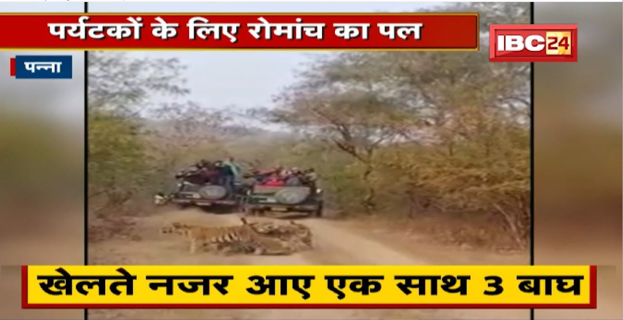 Panna Tiger Reserve Video : पर्यटकों के लिए रोमांच का पल | एक साथ खेलते नजर आए 3 बाघ | देखिए