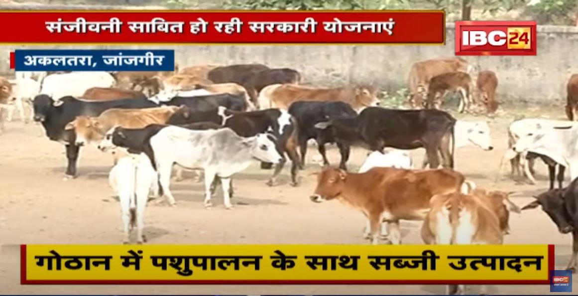 संजीवनी साबित हो रही सरकारी योजनाएं | ‘सुराजी गांव’ संकल्पना की मिसाल तिलाई गांव | देखिए पूरी Report