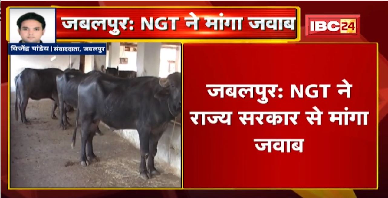 Jabalpur : NGT ने राज्य सरकार से मांगा जवाब | याचिका में डेयरियों से नदियों में प्रदूषण की बात