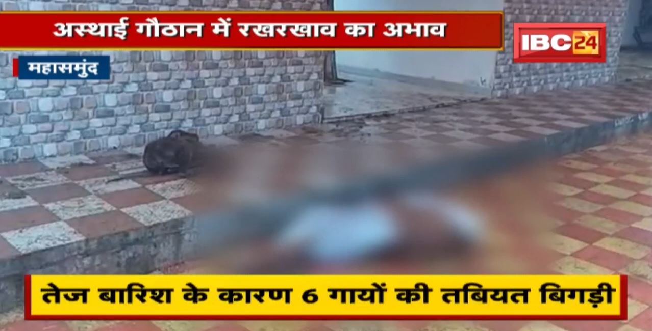 Mahasamund News : अस्थाई गौठान में शेड नहीं होने के कारण भीगते रहे मवेशी, बिगड़ी तबीयत