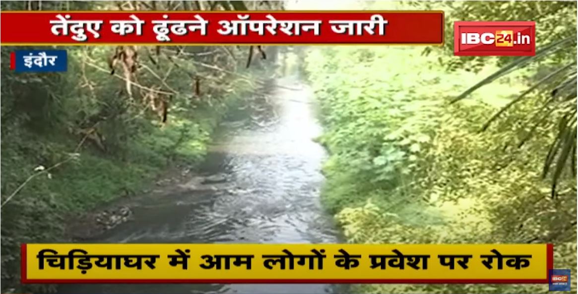 Indore News : 24 घंटे बाद भी नहीं मिला तेंदुआ | तेंदुए को ढूंढने Operation जारी