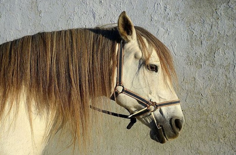 प्राइमरी स्कूल की महिला टीचर ने घोड़े के साथ की ऐसी हरकत, वीडियो वायरल होते ही प्रबंधन ने नौकरी से निकाला