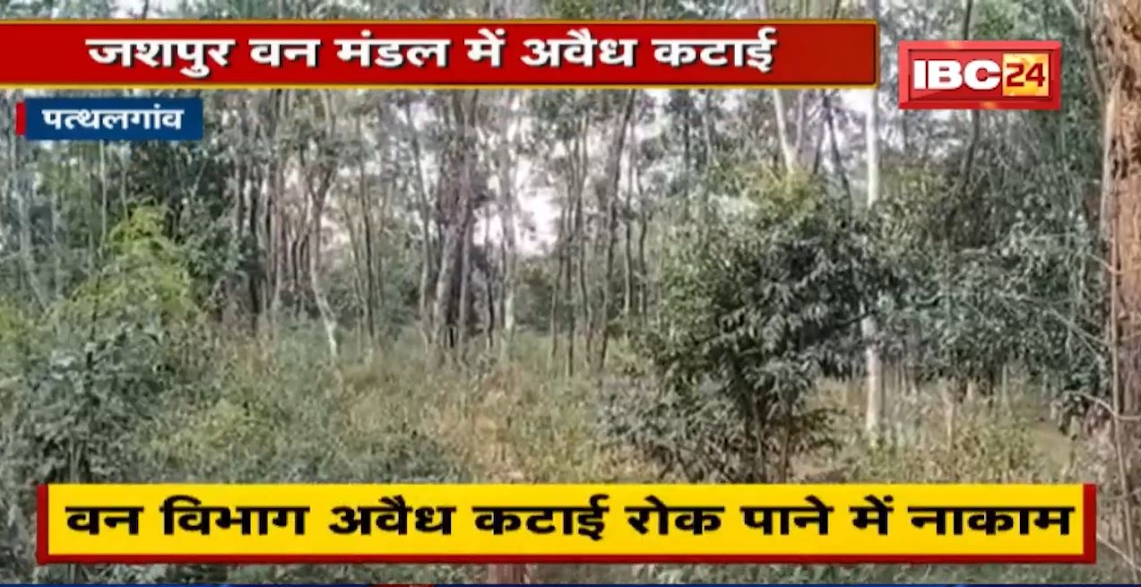 Jashpur वन मंडल में अवैध कटाई | कुनकुरी MLA ने वन अमले को बताया लापरवाह