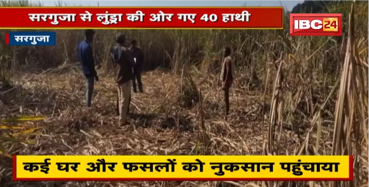Surguja Elephant Attack : हाथियों के उत्पात से निजात | एक हफ्ते तक कई घर और फसलों को पहुंचाया नुकसान