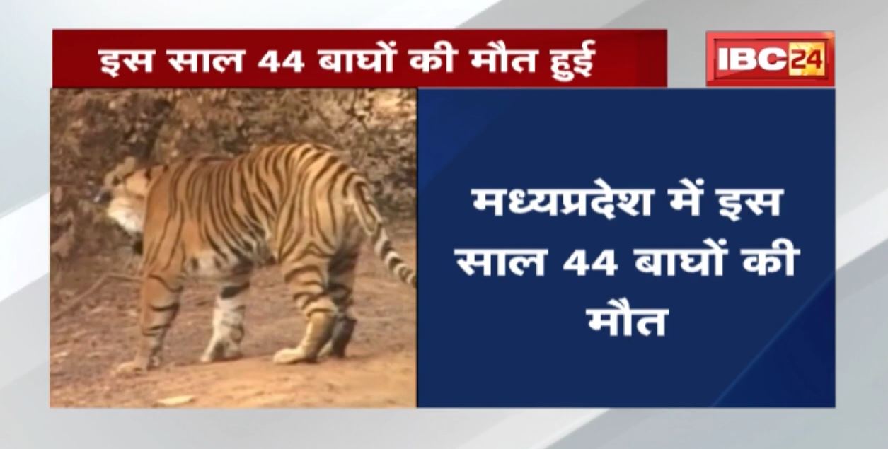 Tiger Death Rate : मध्‍य प्रदेश में बाघों के लिए बुरा साबित हुआ वर्ष-2021 | सबसे ज्यादा 44 की मौत