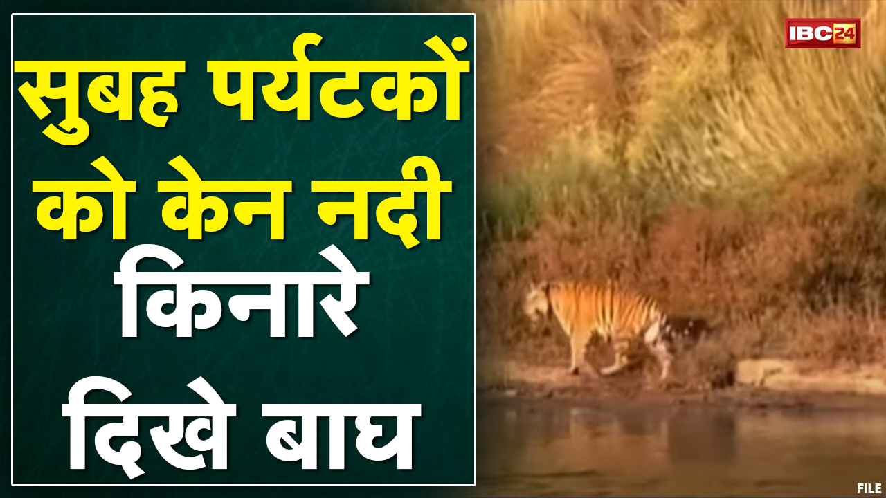 Ken River के किनारे एक साथ दिखे 3 बाघ | Social Media पर Viral हो रहा Video | देखिए