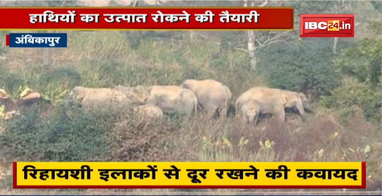 Ambikapur में हाथियों का उत्पात रोकने की तैयारी। चारागाह बनाने की योजना पर काम शुरु