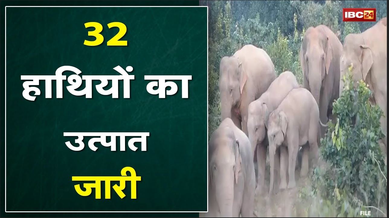 Balrampur Elephant Attack : 32 हाथियों का दल पहुंचा करजी गांव | धान की फसलों को पहुंचाया नुकसान