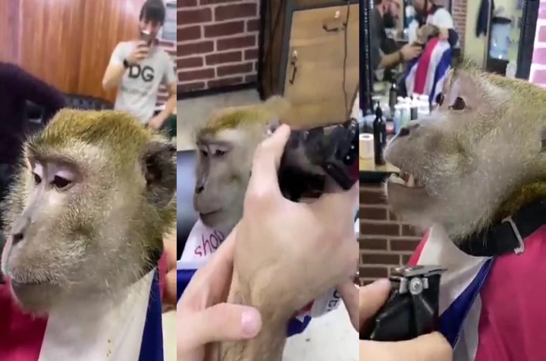 Monkey started shaving with trimmer