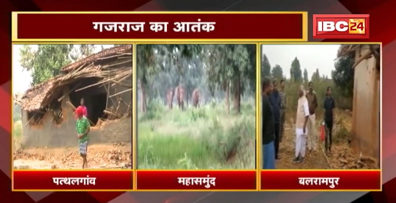 Elephant News : गजराज का आतक। Chhattisgarh में हाथियों का उत्पात