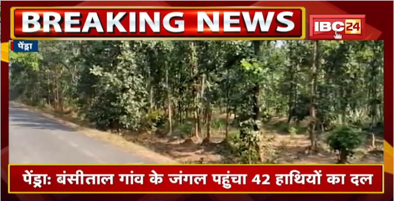 Pendra के बंसीताल गांव के जंगल पहुंचा 42 हाथियों का दल | किसानों की फसलों को पहुंचाया नुकसान