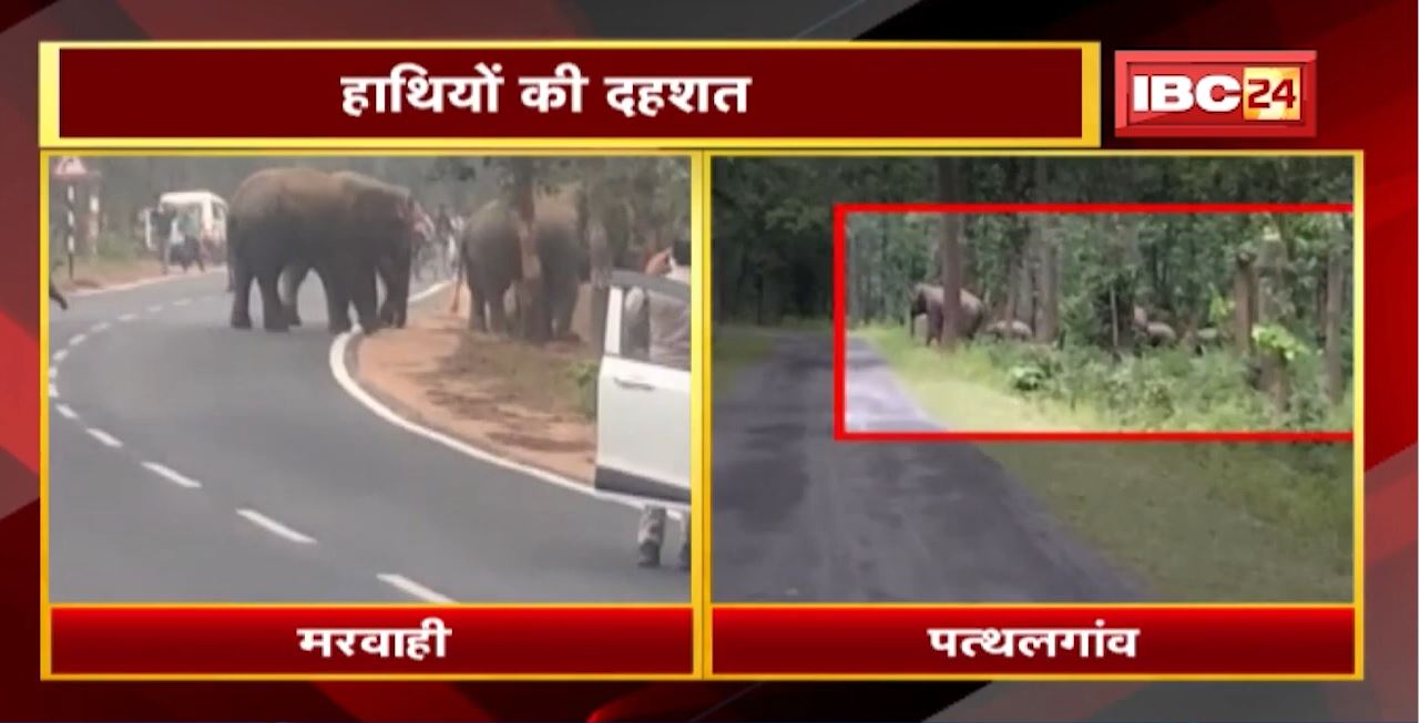 Marwahi और Pathalgaon में हाथियों की दहशत | Forest Department नहीं दिख रहा गंभीर