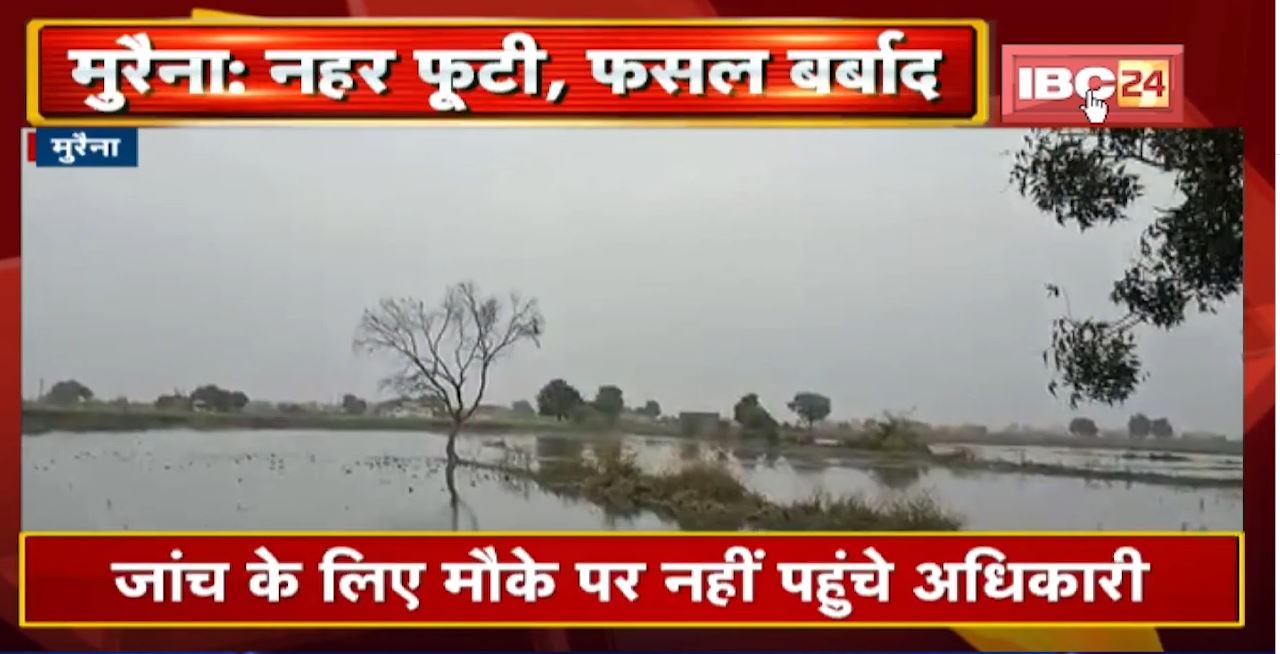 Morena: नहर फूटी,फसल बर्बाद | सरसो और गेहूं की फसल को नुकसान,जांच के लिए मौके पर नहीं पहुंचे अधिकारी