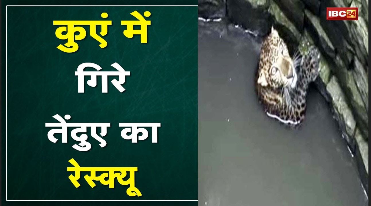 Bhopal News : कुएं में गिरे तेंदुए का रेस्क्यू | रमपुरा बलाचोन गांव में कुएं में गिरा तेंदुआ