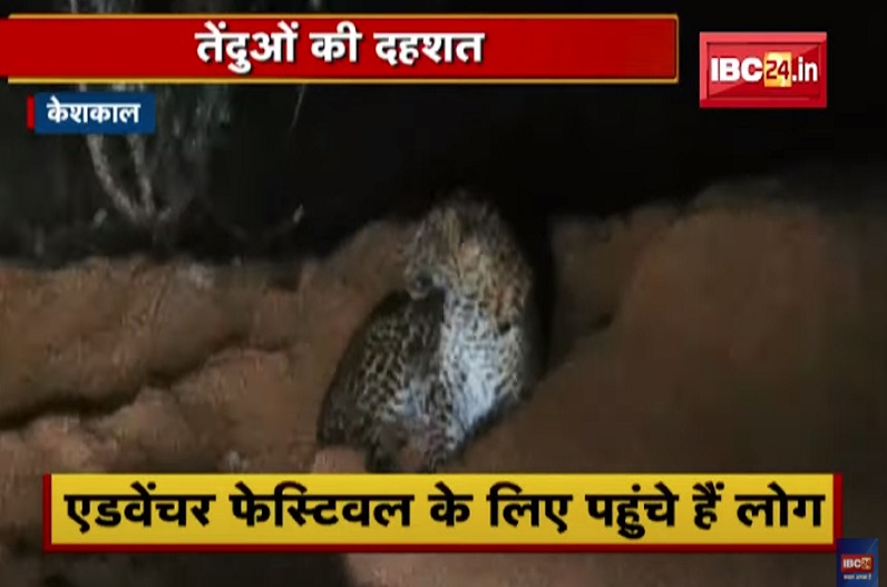 छत्तीसगढ़ : नाइट कैंपिंग के दौरान पर्यटकों के सामने आ गए तेंदुए, फिर जो हुआ.. देखें वीडियो