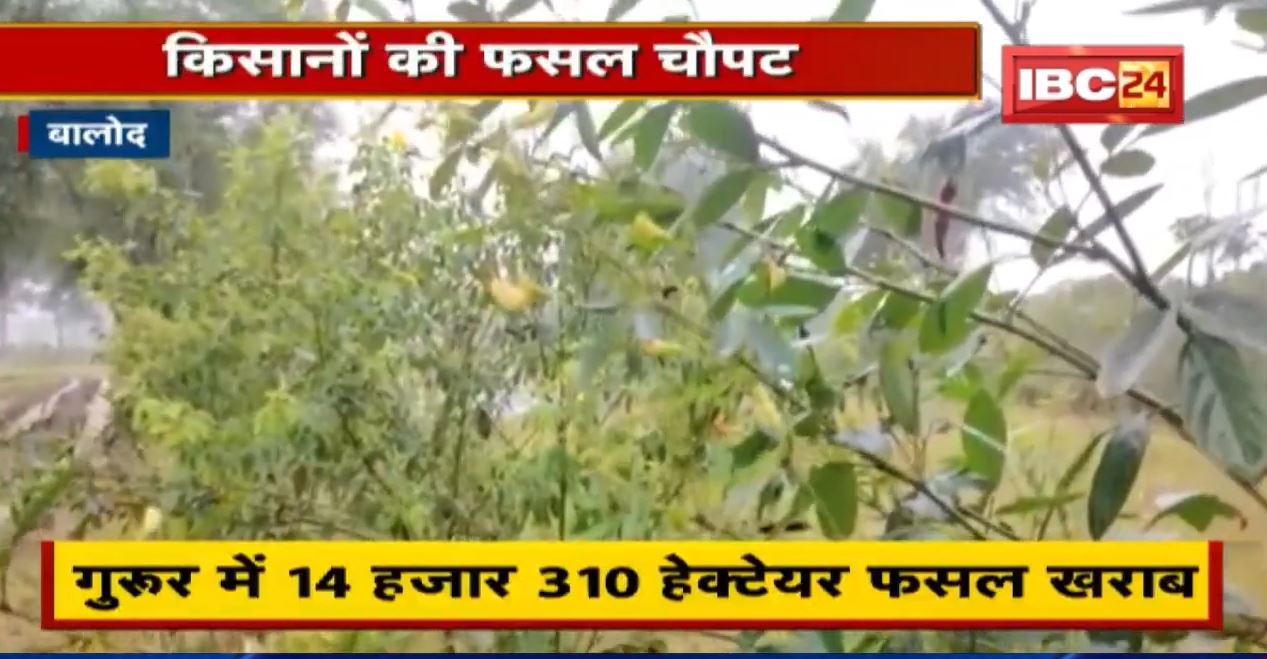 Balod News : बेमौसम बारिश का कहर | जिले में 37 हजार 22 एकड़ फसल को नुकसान