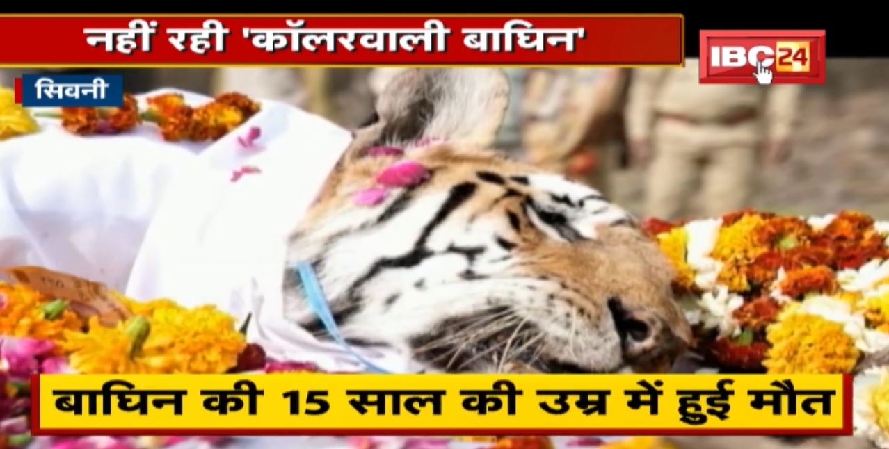 Collarwali Baghin : मप्र की मशहूर बाघिन ‘कॉलरवाली’ | 29 शावकों की मां, 15 साल की उम्र में मौत