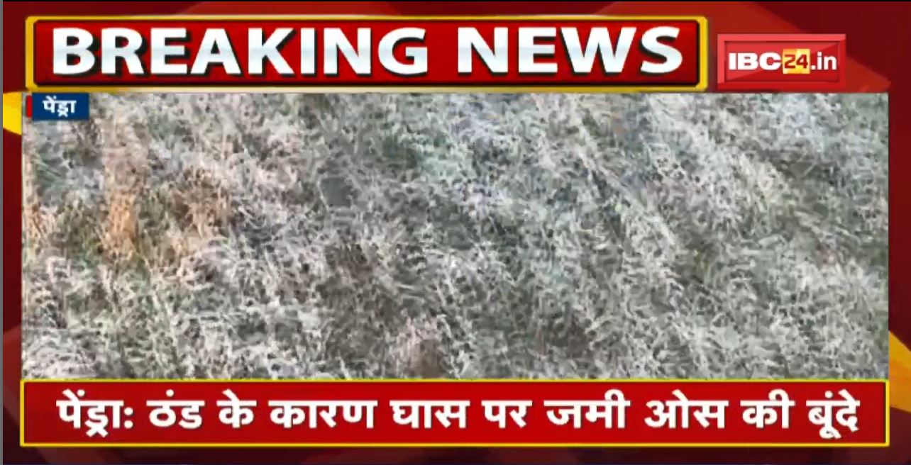 Pendra में ठंड के कारण घास पर जमी ओस की बूंदे | पेंड्रा का न्यूनतम तापमान 7 डिग्री पहुंचा