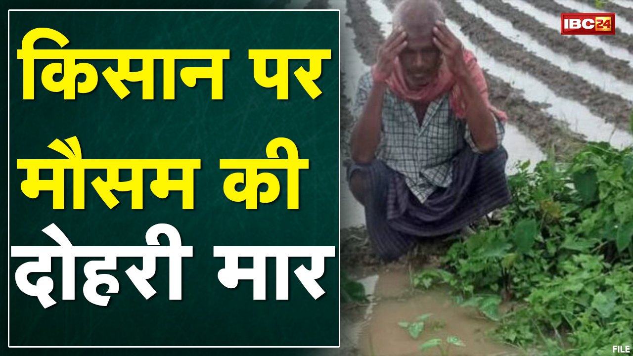 Shivpuri : किसान पर मौसम की दोहरी मार | सरसों की जड़ों और फसल में लगे कीड़े | मवेशियों की भी मौत